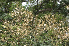 Acacia leucophloea